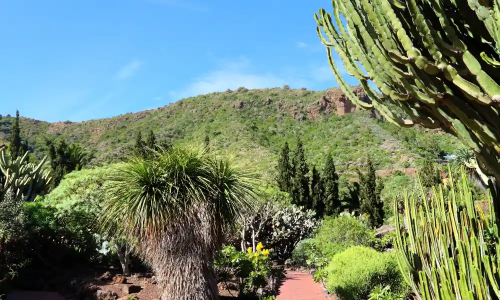 Pflanzen im Botanischen Garten in Puerto de la Cruz